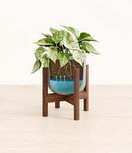 Load image into Gallery viewer, Reactive Aqua stand:walnut
