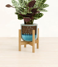 Load image into Gallery viewer, Reactive Aqua stand:bamboo

