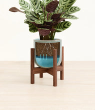Load image into Gallery viewer, Reactive Aqua stand:walnut
