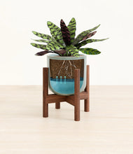 Load image into Gallery viewer, Reactive Aqua stand:walnut
