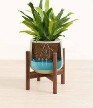 Load image into Gallery viewer, Turquoise stand:walnut
