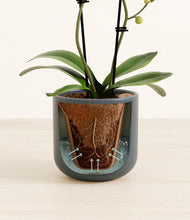 Load image into Gallery viewer, Iron Gray stand:all

