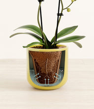 Load image into Gallery viewer, Key Lime Yellow stand:all
