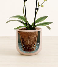 Load image into Gallery viewer, Sandy Pink stand:all

