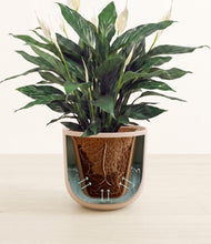 Load image into Gallery viewer, Sandy Pink stand:all
