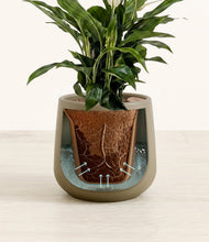 Lade das Bild in den Galerie-Viewer, Olive stand:all

