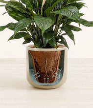 Load image into Gallery viewer, Sage Green stand:all
