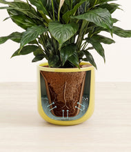 Load image into Gallery viewer, Key Lime Yellow stand:all
