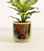 Charger l'image dans la galerie, Key Lime Yellow stand:all
