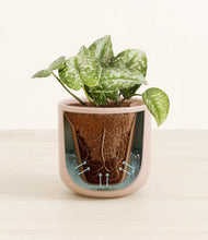 Load image into Gallery viewer, Sandy Pink stand:all

