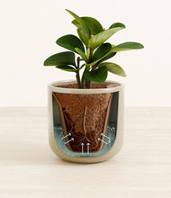 Load image into Gallery viewer, Sage Green stand:all

