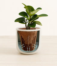 Load image into Gallery viewer, Cotton White stand:all

