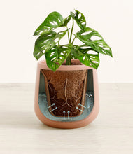 Lade das Bild in den Galerie-Viewer, Calm Rose stand:all
