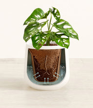 Lade das Bild in den Galerie-Viewer, White stand:all
