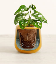 Lade das Bild in den Galerie-Viewer, Mustard stand:all

