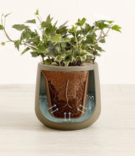 Charger l'image dans la galerie, Olive stand:all
