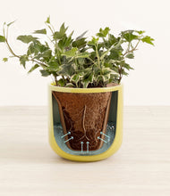 Charger l'image dans la galerie, Key Lime Yellow stand:all
