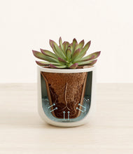 Load image into Gallery viewer, Cotton White stand:all
