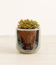 Load image into Gallery viewer, Sage Green stand:all
