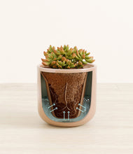 Load image into Gallery viewer, Glossy Pink stand:all

