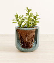 Load image into Gallery viewer, Reactive Aqua stand:all
