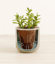 Load image into Gallery viewer, Sage Green stand:all
