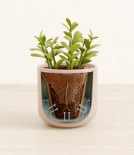 Load image into Gallery viewer, Sandy Pink stand:all

