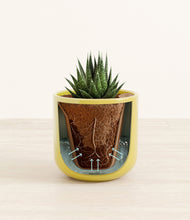Load image into Gallery viewer, Key Lime Yellow stand:all
