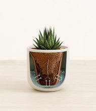 Load image into Gallery viewer, Cotton White stand:all
