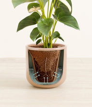 Load image into Gallery viewer, Sandy Pink stand:all
