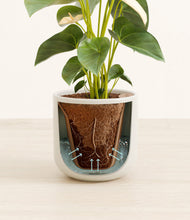 Load image into Gallery viewer, Cotton White stand:all
