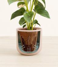 Load image into Gallery viewer, Sandy Pink stand:all
