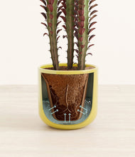 Lade das Bild in den Galerie-Viewer, Key Lime Yellow stand:all
