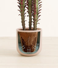 Lade das Bild in den Galerie-Viewer, Sandy Pink stand:all
