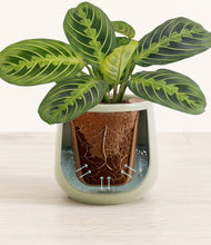 Lade das Bild in den Galerie-Viewer, Turquoise stand:all
