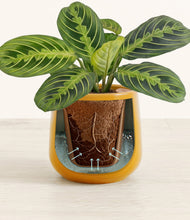 Lade das Bild in den Galerie-Viewer, Mustard stand:all

