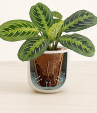 Lade das Bild in den Galerie-Viewer, Cotton White stand:all
