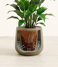 Lade das Bild in den Galerie-Viewer, Olive stand:all
