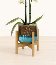 Load image into Gallery viewer, Olive stand:bamboo
