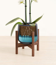 Load image into Gallery viewer, Deep Navy stand:walnut

