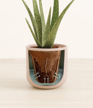 Load image into Gallery viewer, Sandy Pink stand:all
