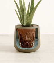 Load image into Gallery viewer, Olive stand:all
