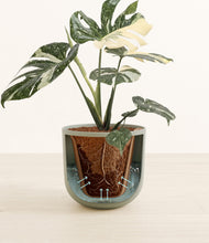 Load image into Gallery viewer, Sage Green stand:all
