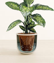 Charger l'image dans la galerie, Natural Bamboo stand:all
