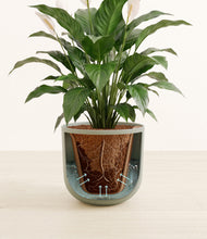 Load image into Gallery viewer, Sage Green stand:all
