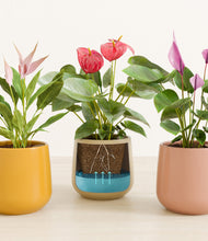 Load image into Gallery viewer, Evening Sky stand:all
