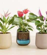 Load image into Gallery viewer, Woodland stand:all
