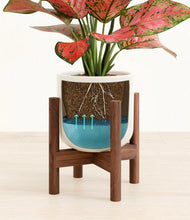 Load image into Gallery viewer, Cotton White stand:walnut

