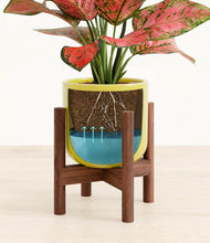 Load image into Gallery viewer, Key Lime Yellow stand:walnut
