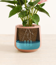 Load image into Gallery viewer, Calm Rose
